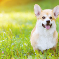 corgi