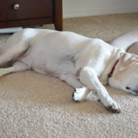 #WaferTheDog