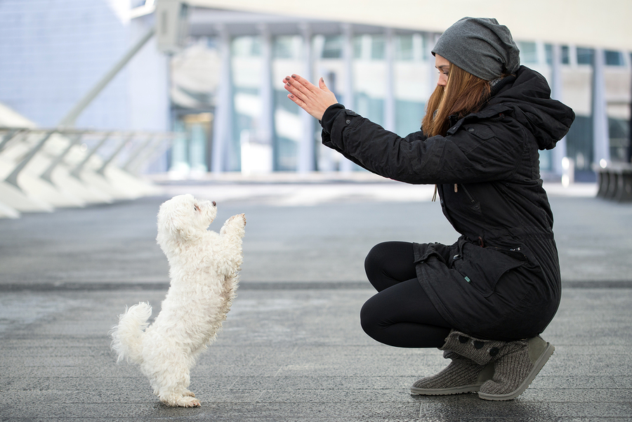 dog exercise