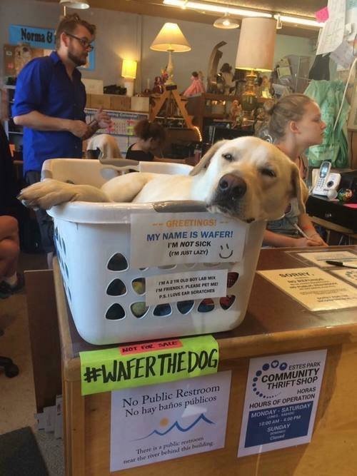 #WaferTheDog