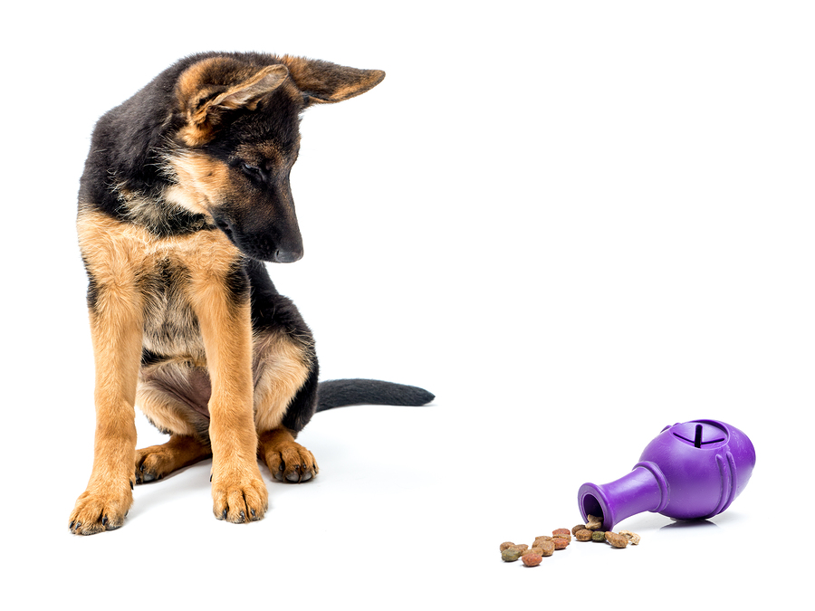 Gerrman shepherd puppy looking curiously at rubber treat release