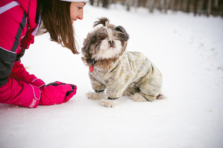 Walk In The Winter Outdoors With A Dog Breed Shih Tzu. A Woman I