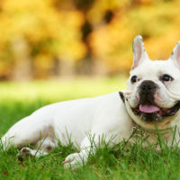 one french bulldog dog lying on green grass at autumn background