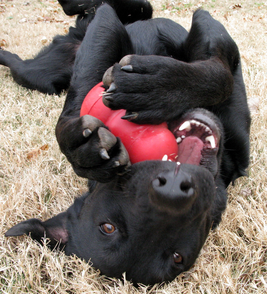 Need a break? Try these five creative warm weather KONG fillings to pacify your pup - Fetch! Pet