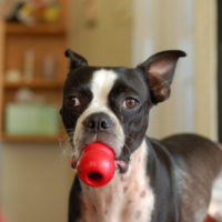 KONG, KONG filling