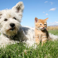 A six week old kitten and a white terrier on lawn
** Note: Slight blurriness, best at smaller sizes
