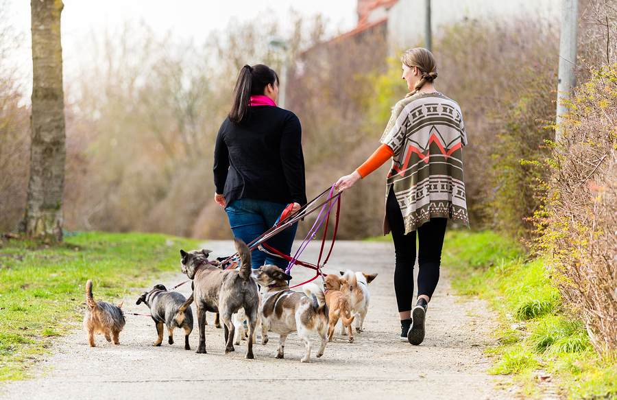 We want to know! How many times a day do you walk your dog ...