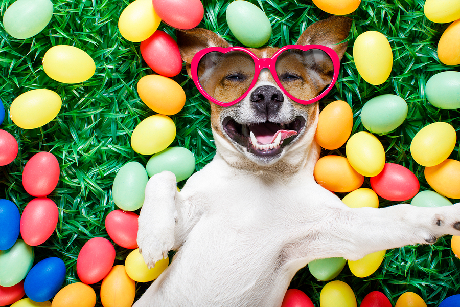 Easter Bunny Dog With Eggs Selfie