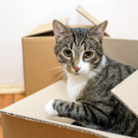 moving with pets