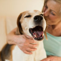 senior dog