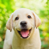 puppy