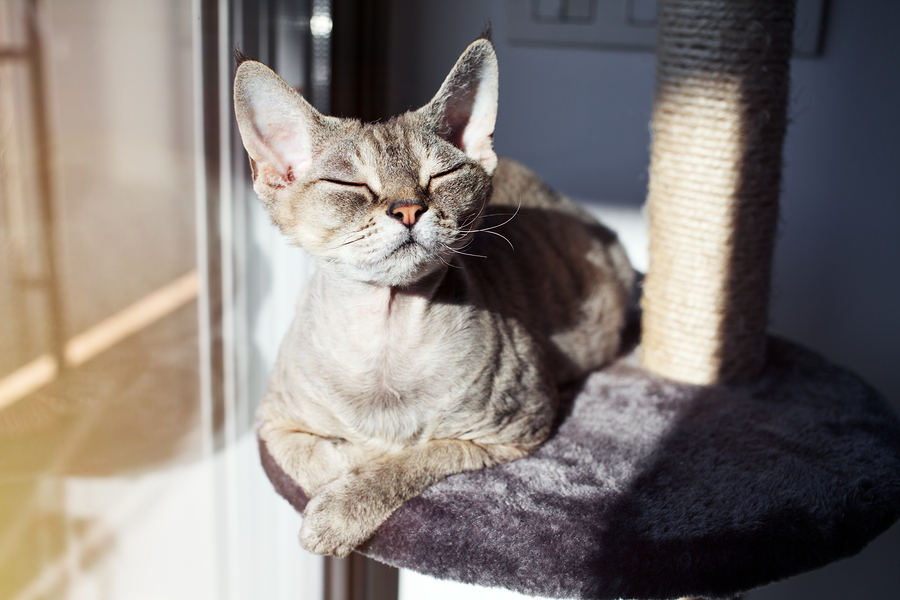 catio, catio diy
