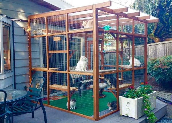 Catios são um óptimo lugar para os gatos apreciarem estar ao ar livre