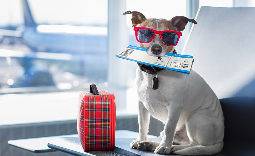 tips for air travel with dog