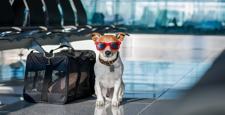 tips for air travel with dog