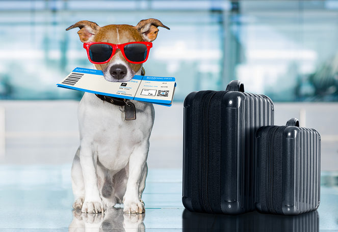 tips for air travel with dog