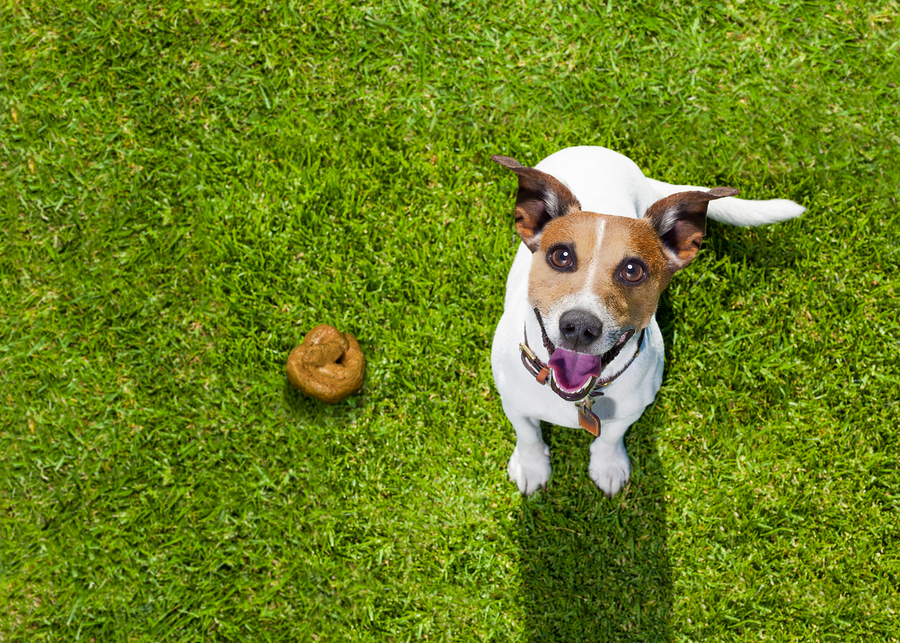 dogs eating their poop