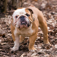 English Bulldog