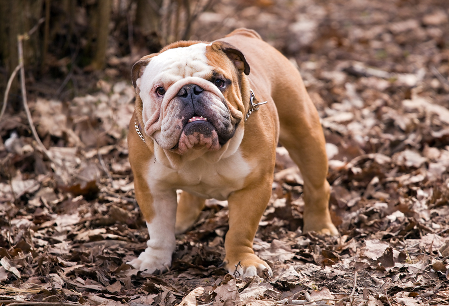 english bulldog pet