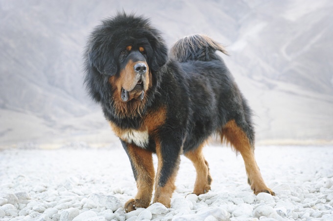 a tibetan mastiff dog