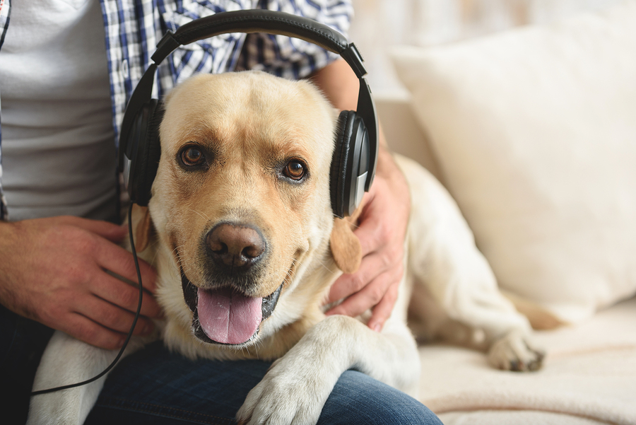 audible, audible for dogs