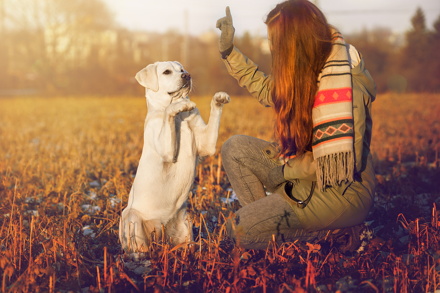 how much time should you spend training a puppy