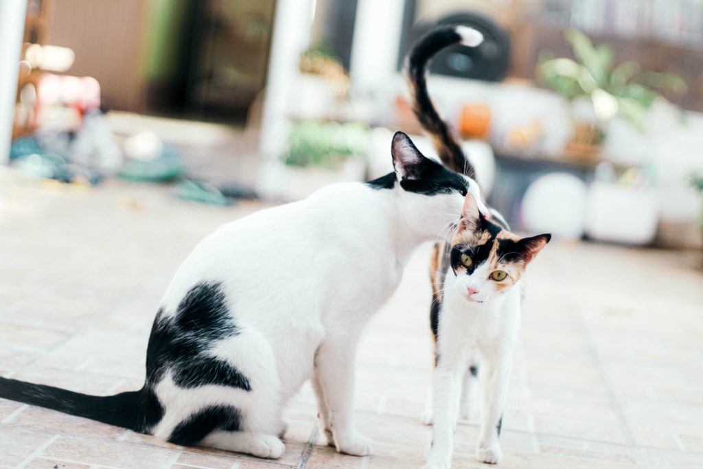 pets