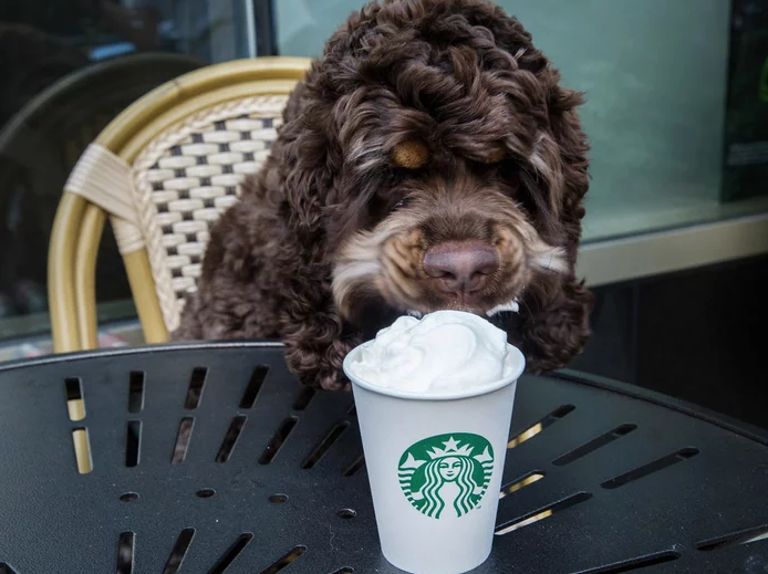 is dairy queen ok for dogs