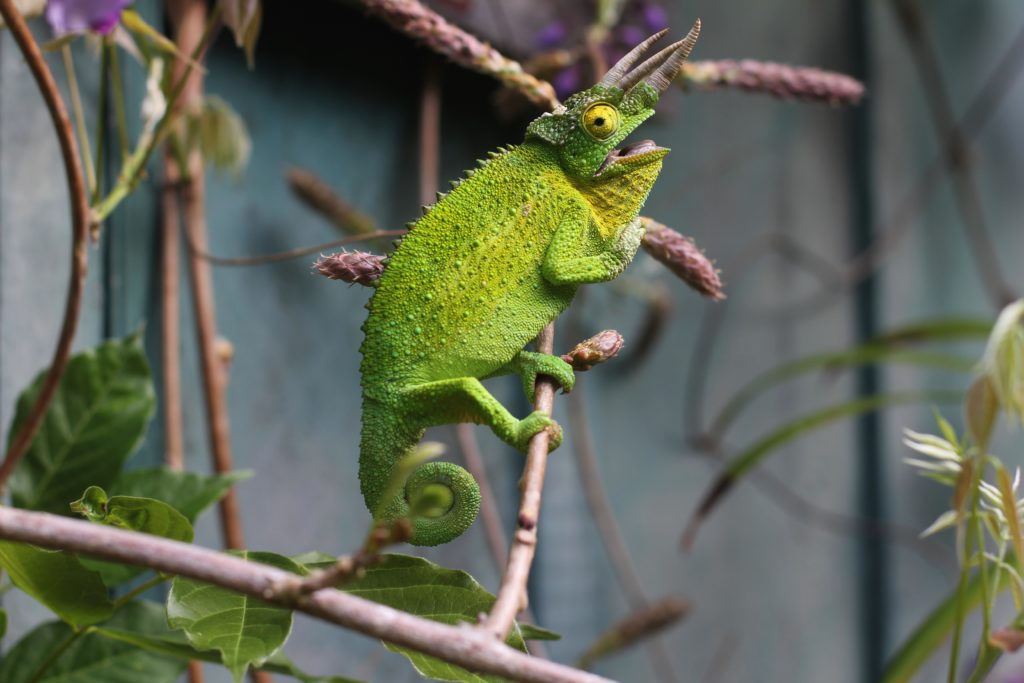 chameleon