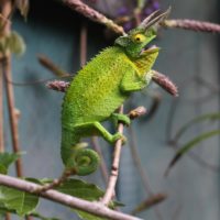 chameleon