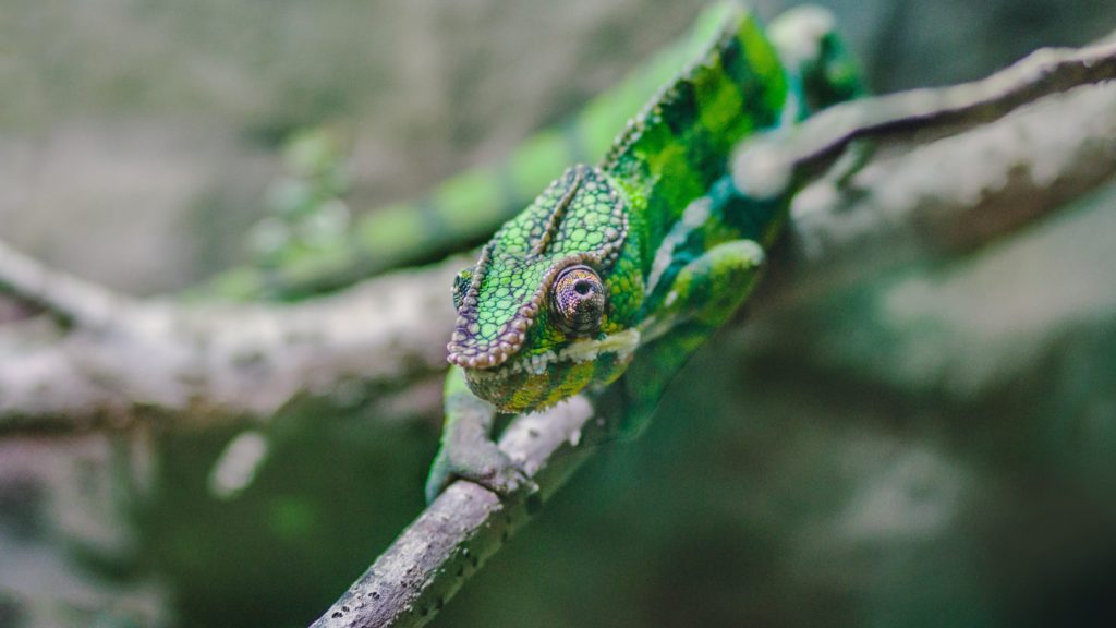 chameleon