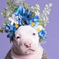 adopt