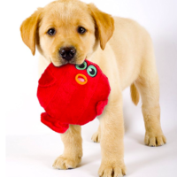sad dog with toy boarding