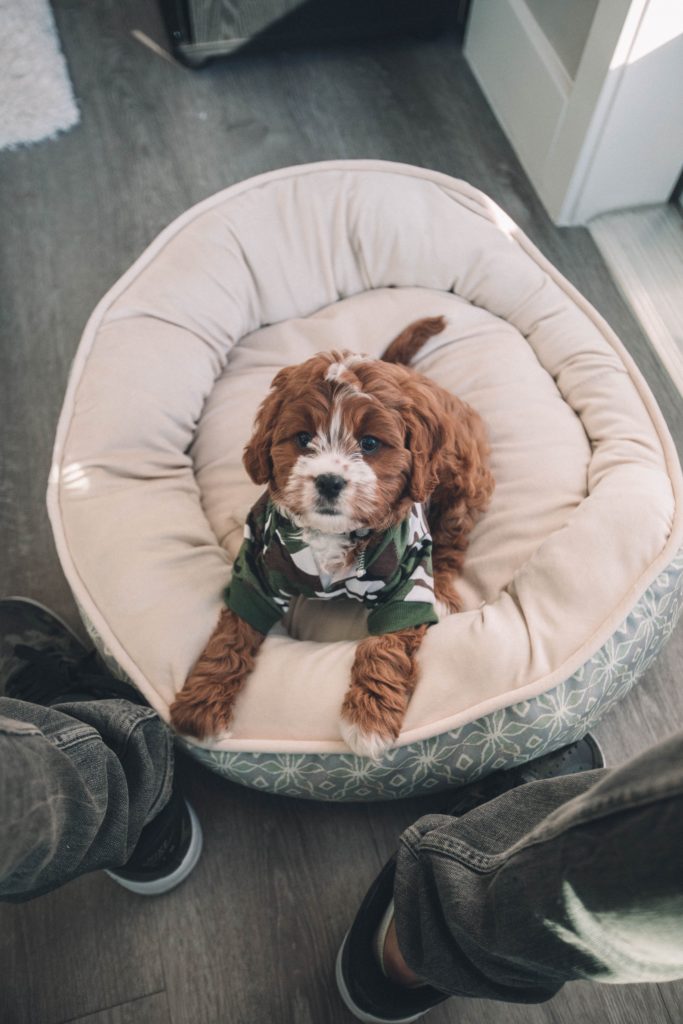 dog beds for destructive dogs