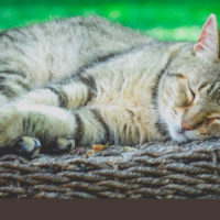 cat names