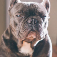 pet vaccines