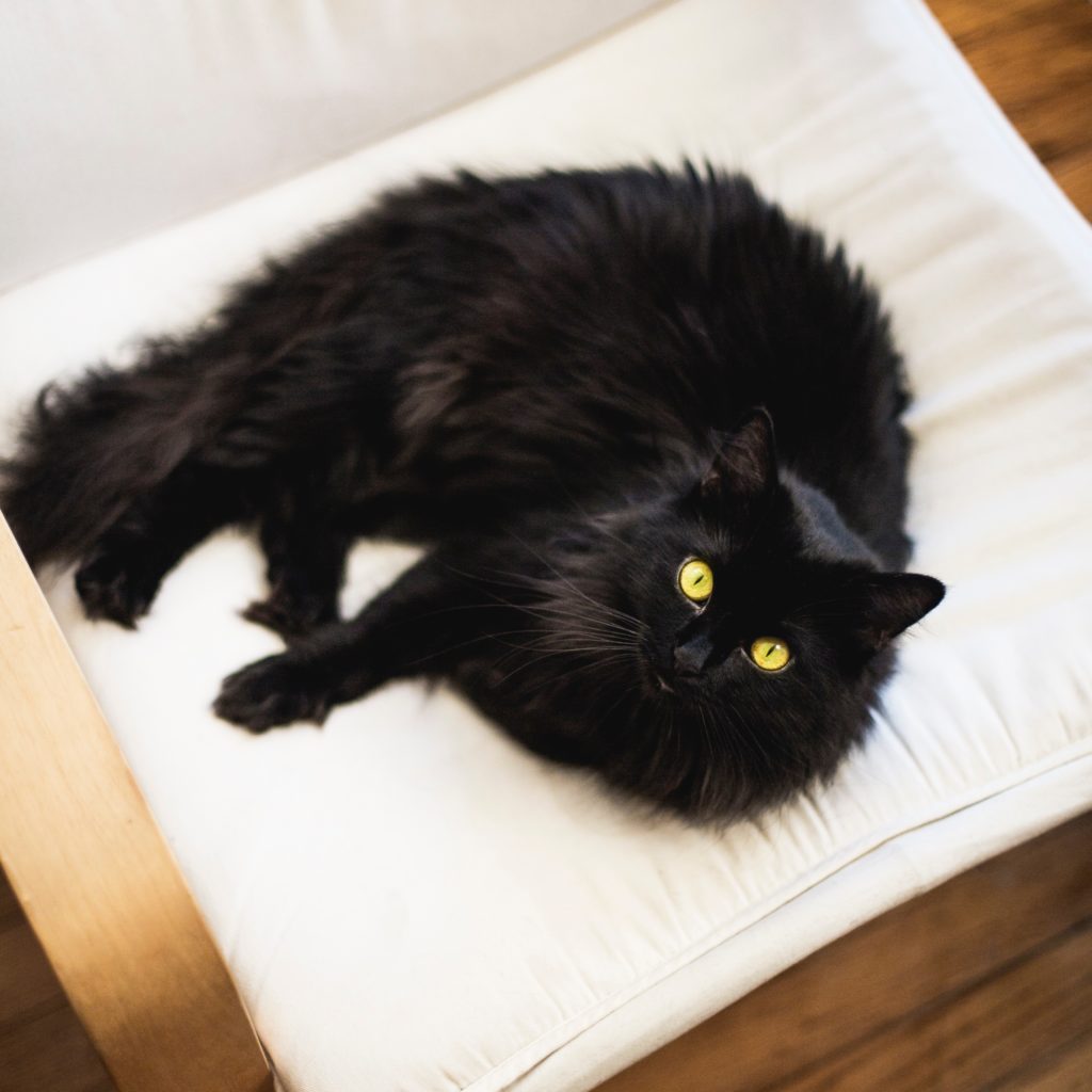 bono the cat