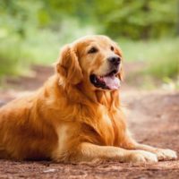 04-How-to-Pick-the-Best-Dog-Breed-for-You_141945937-Olena-Brodetska-760x506