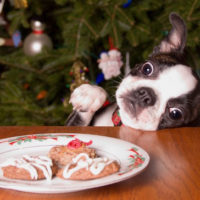 This dog needs a biscuit recipe