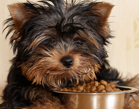 Puppy yorkshire terrier and special food for puppies