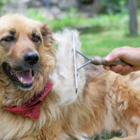 Brush dog outside to reduce pet allergies
