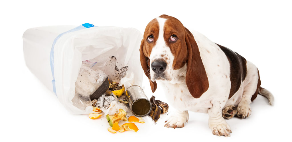 Basset Hound dog looking up with a guilty expression while sitting next to a tipped over garbage can
