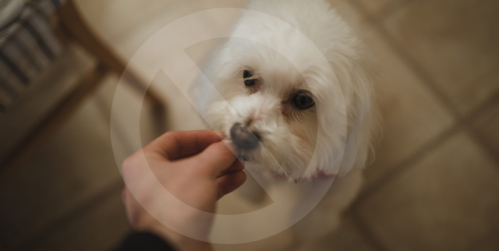 Feeding Dog A Treat