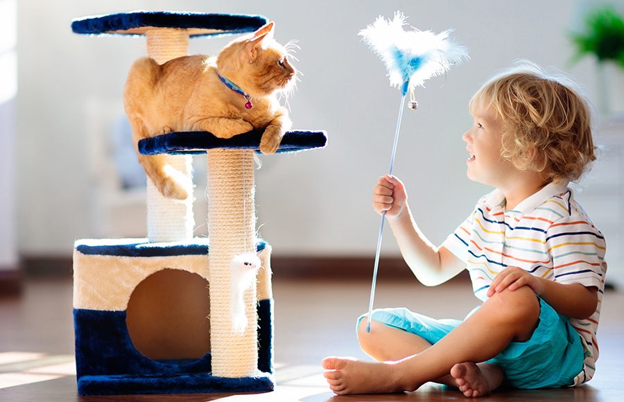 Cat on Cat Tree Playing with Boy