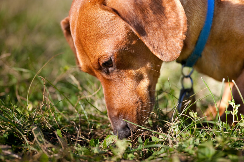 A closeup of a miniature Dachshund sniffing in the grass while owner is walking your dog