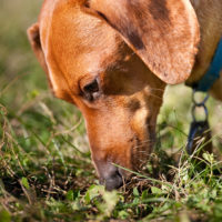 A closeup of a miniature Dachshund sniffing in the grass.