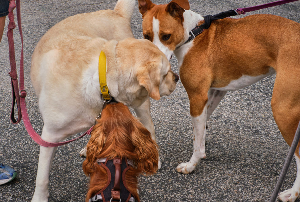 Dogs Meeting Each Other On A Walk In The Park