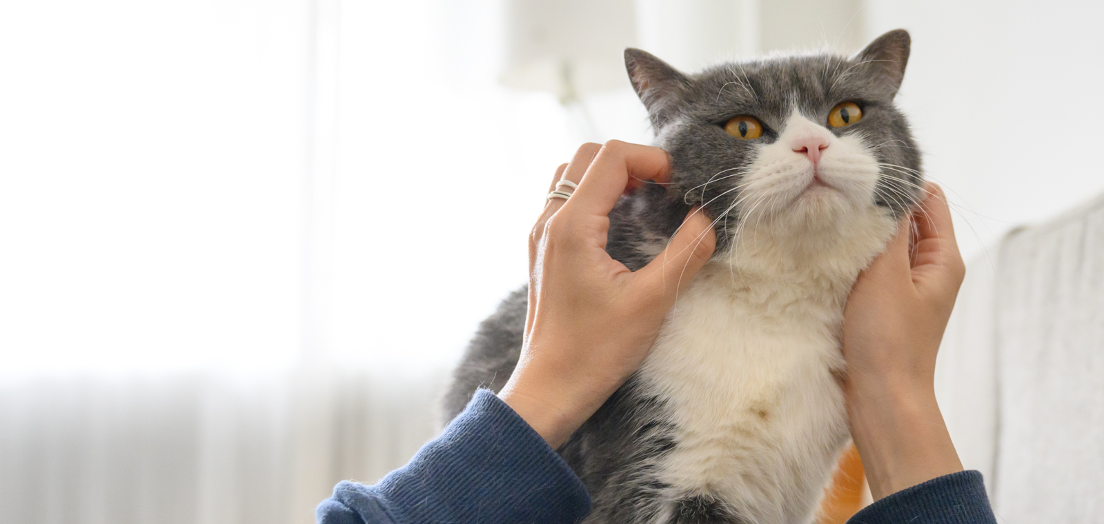 Fetch! Pet Care Contra Costa