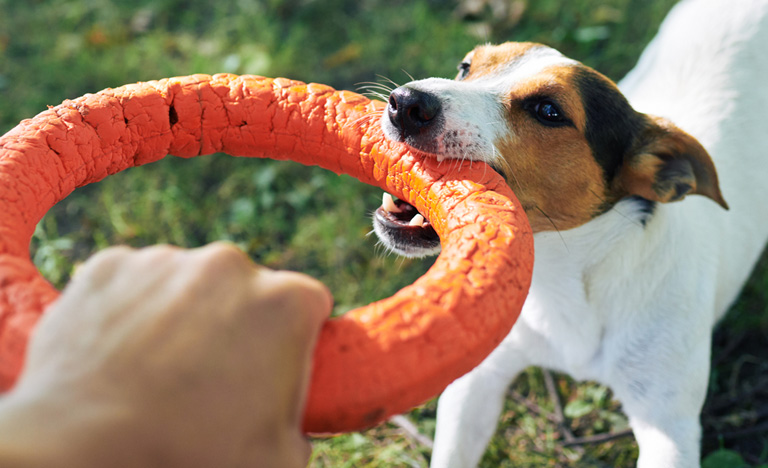 Work for Fetch Pet Care