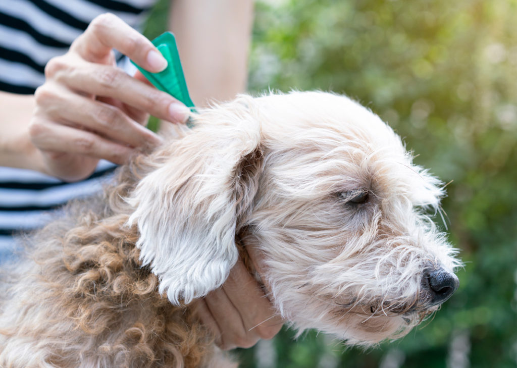 Local Pet Care